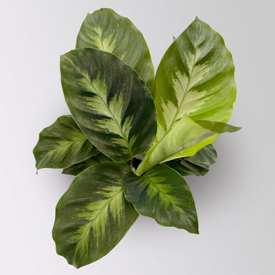 Calathea Mini Mix zufällig, Topf-Ø 7 cm, Höhe ca. 10-15 cm, 8 Pflanzen Calathea Mini Mix zufällig, Topf-Ø 7 cm, Höhe ca. 10-15 cm, 8 Pflanzen