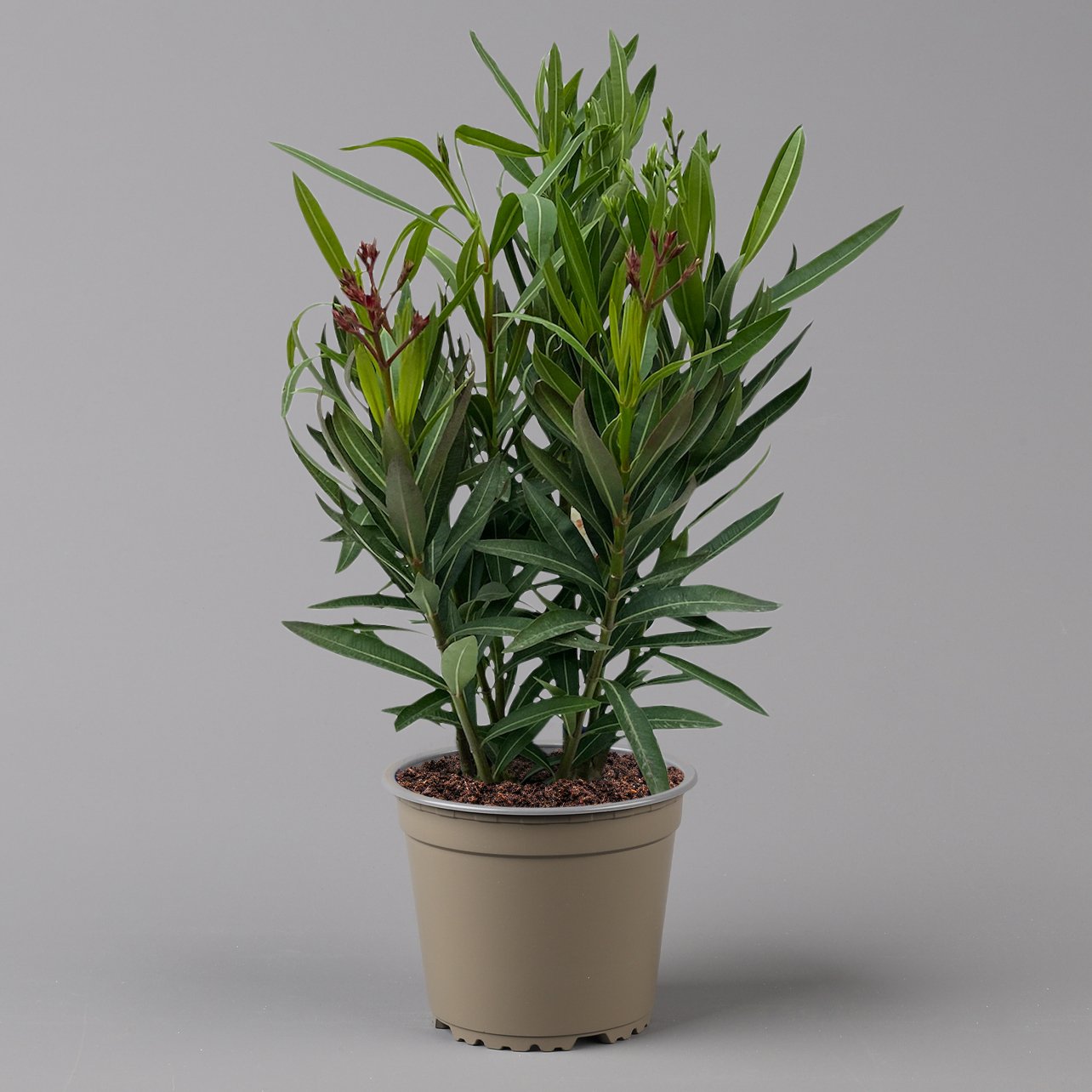 Oleander 'Trio' mehrfarbig, Busch, Topf-Ø 18 cm, Höhe ca. 50cm