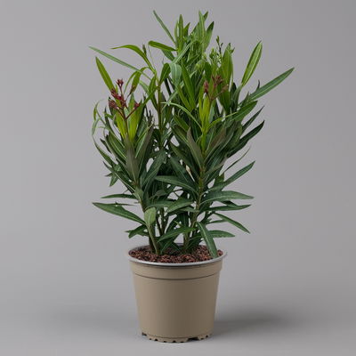 Oleander 'Trio' mehrfarbig, Topf-Ø 18 cm, Höhe ca. 50cm