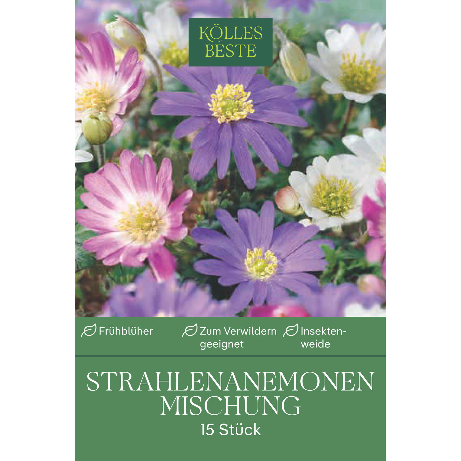 Strahlen-Anemonen Blanda, Größe 5+, 15 Blumenzwiebeln