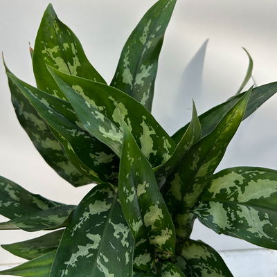 Aglaonema 'Maria', mit Übertopf Dallas weiß, Topf-Ø 12 cm Aglaonema 'Maria', mit Übertopf Dallas weiß, Topf-Ø 12 cm