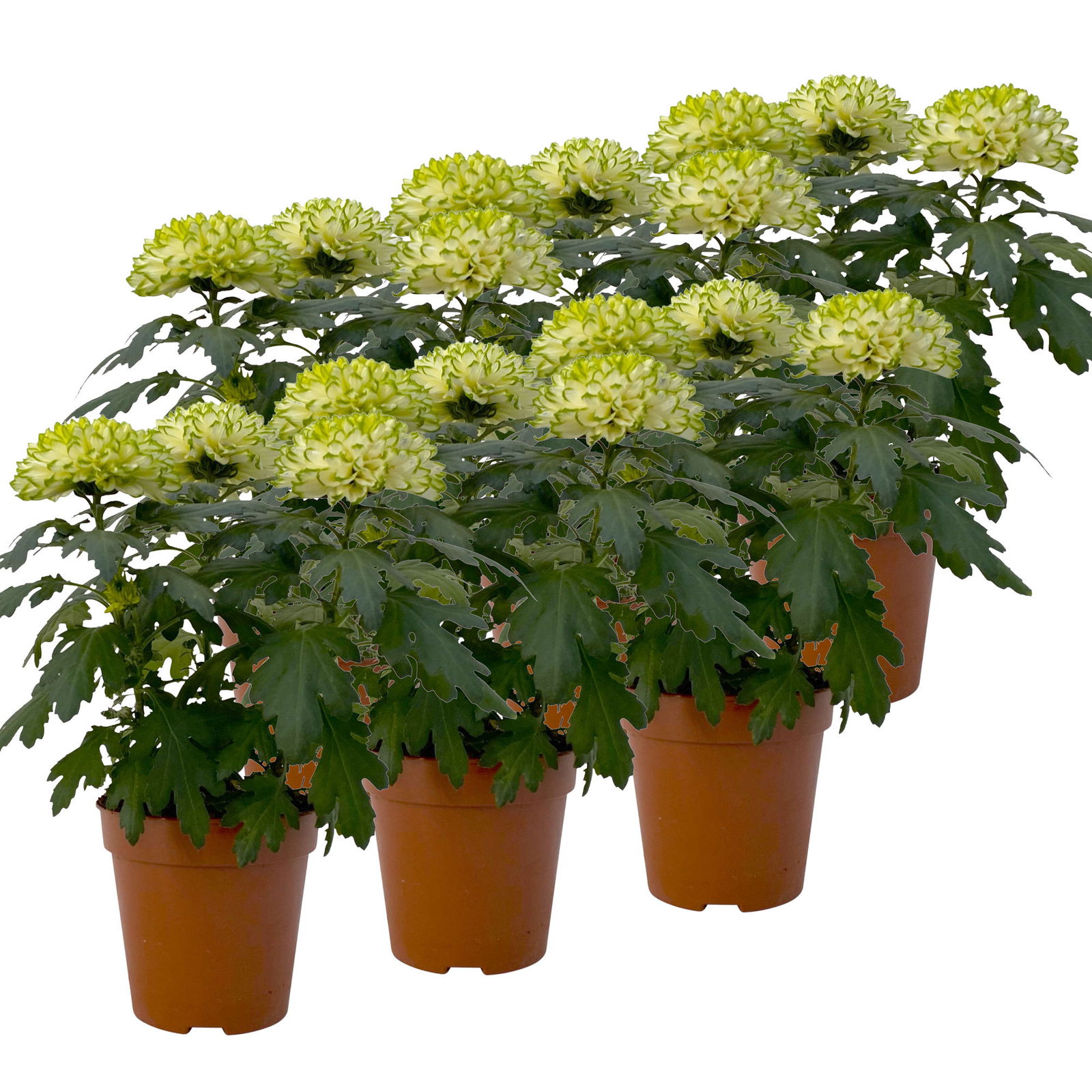 Chrysantheme 'Chrysanne® Zembla Next Lime' grün-weiß großbl. Topf-Ø 13cm 6er-Set