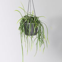 Grünpflanzen-Set Genügsamkeit, Hängeampel-Ø 17 cm, 2 Pflanzen