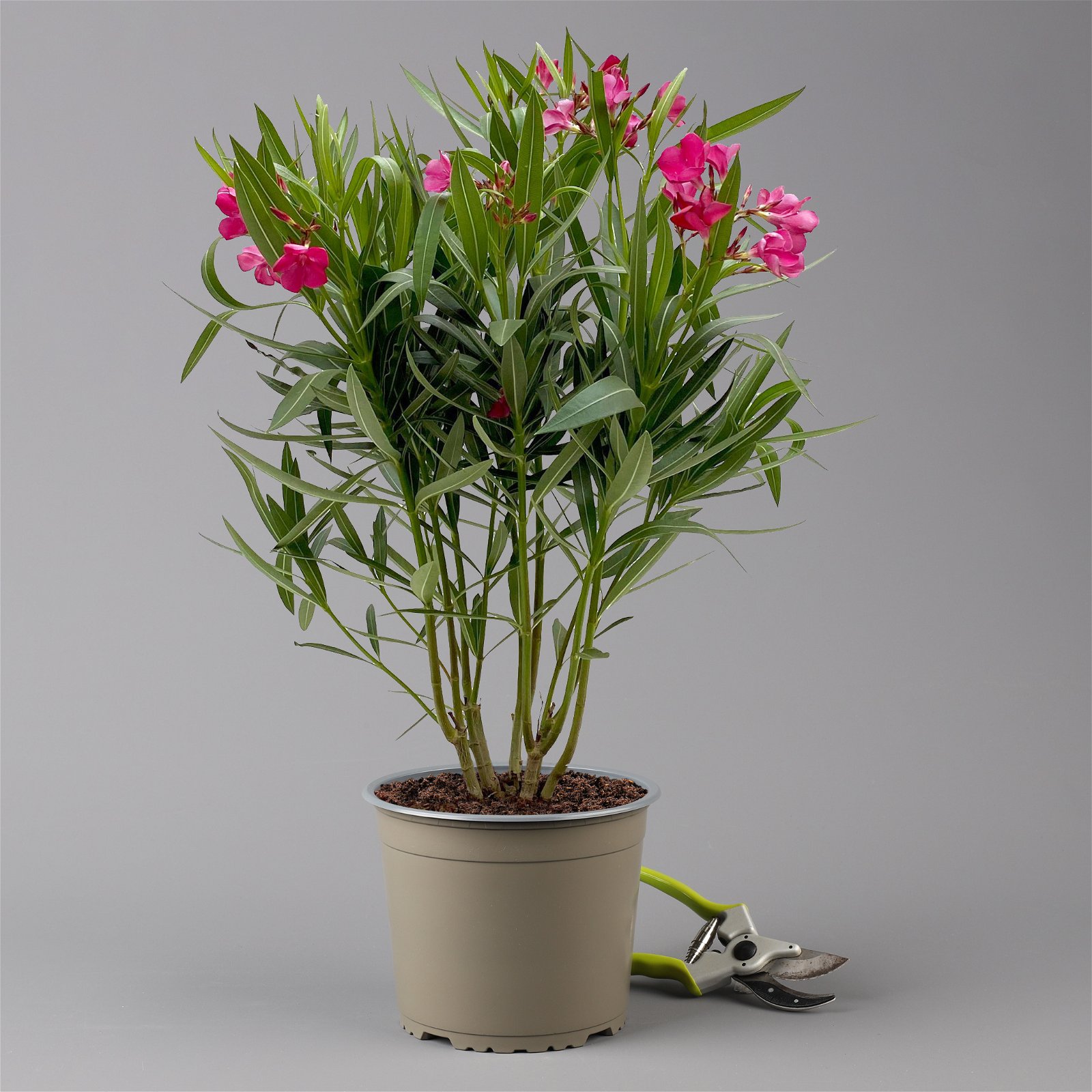 Oleander rosa, Busch, Topf-Ø 18 cm, Höhe ca. 50 cm