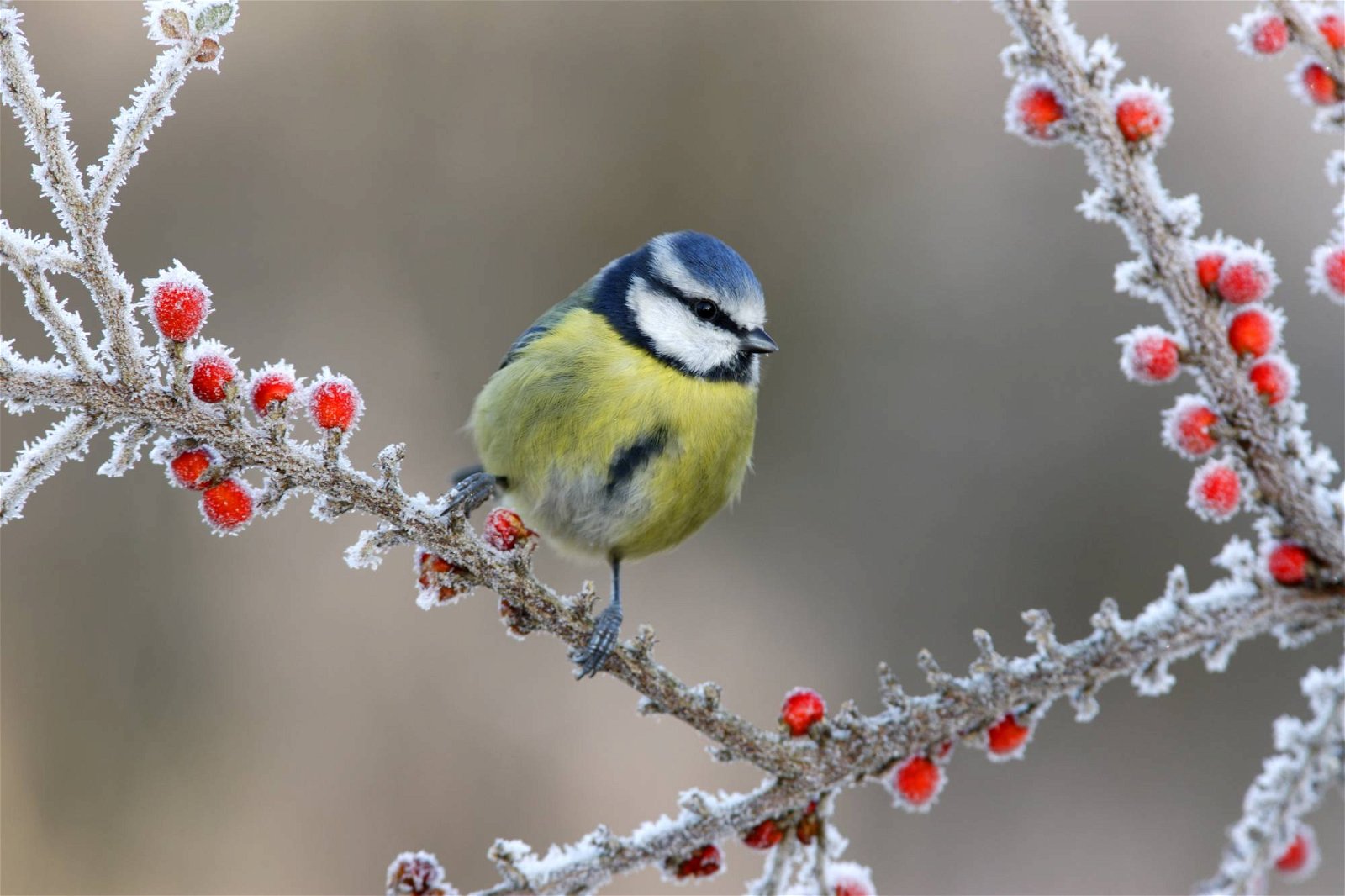 Vogel auf gefrorenem Ast - Gärtnertipps Dezember