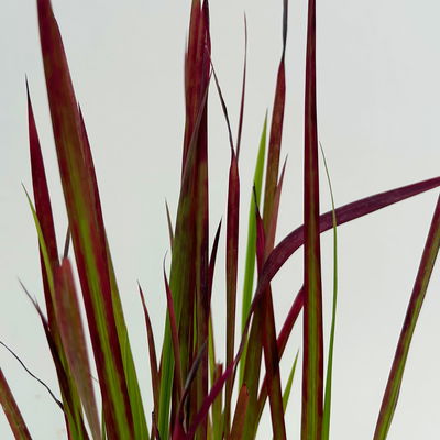 Bio Japanisches Blutgras 'Red Baron', Topf-Ø 12 cm, 3 Pflanzen Bio Japanisches Blutgras 'Red Baron', Topf-Ø 12 cm, 3 Pflanzen