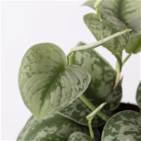 Scindapsus pictus 'Trebie' in Keramiktopf Dallas weiß, Topf-Ø 12 cm