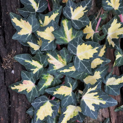 Kölle Gewöhnlicher gelbbunter Efeu (Hedera helix 'Goldheart') im 2 l Topf Kölle Gewöhnlicher gelbbunter Efeu (Hedera helix 'Goldheart') im 2 l Topf