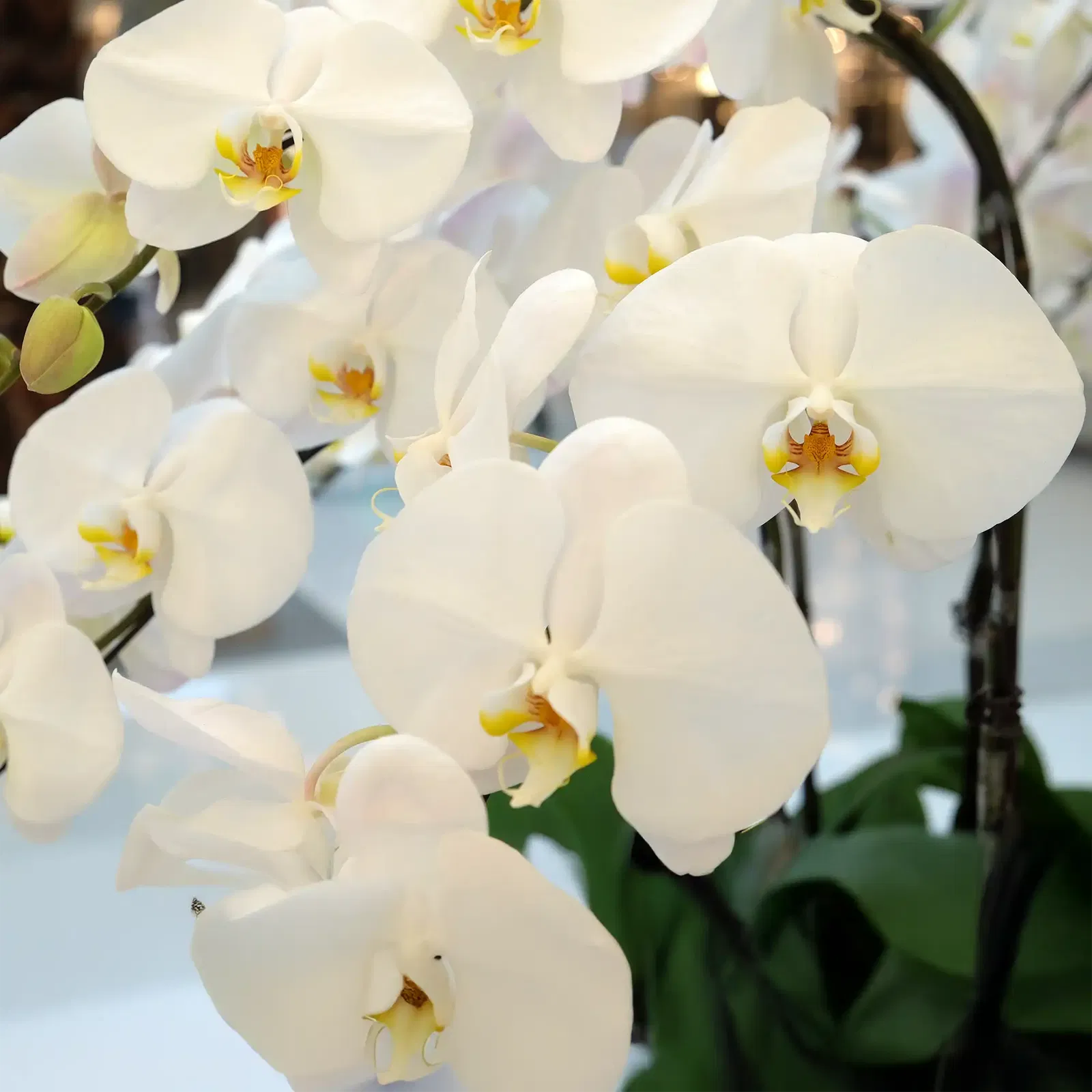Orchidee