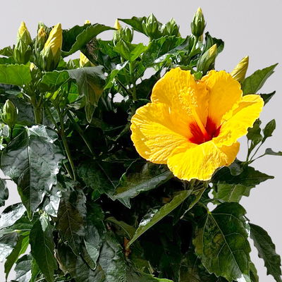 Hibiskus, gelb, Stamm, Topf-Ø 17 cm, Höhe ca. 70 cm