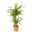 Palmlilie, Topf-Ø 21 cm, Höhe ca. 100 cm