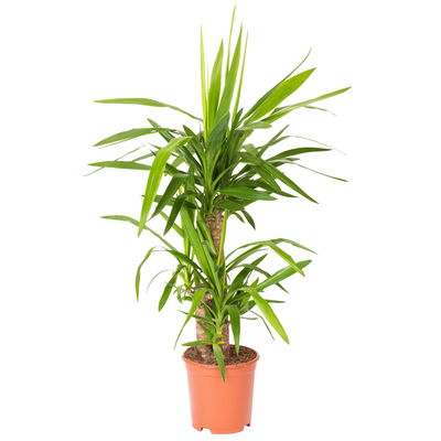 Palmlilie, Topf-Ø 21 cm, Höhe ca. 100 cm
