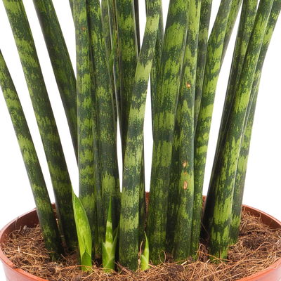 Bogenhanf, 'Fernwood Mikado', TopfØ 14 cm, Höhe ca. 60 cm PflanzenKölle