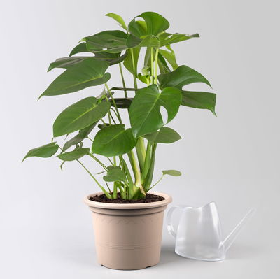 Monstera deliciosa, Topf-Ø 21 cm, Höhe ca. 50-70 cm Monstera deliciosa, Topf-Ø 21 cm, Höhe ca. 50-70 cm