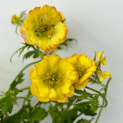 Bio Nelkenwurz 'Nonna', gelborange halbgefüllt, Topf-Ø 12 cm, 3 Pflanzen Bio Nelkenwurz 'Nonna', gelborange halbgefüllt, Topf-Ø 12 cm, 3 Pflanzen