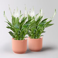 Einblatt 'Bellini', weiß, Topf-Ø 13 cm, in Übertopf Vibes rosa, 2 Pflanzen