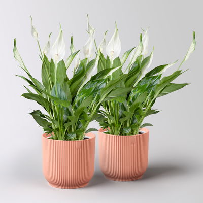 Einblatt 'Bellini', weiß, Topf-Ø 13 cm, in Übertopf Vibes rosa, 2 Pflanzen