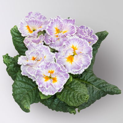 Primel 'Sirococco', Farben zufällig, gerüscht, Topf-Ø 11 cm, 8 Pflanzen