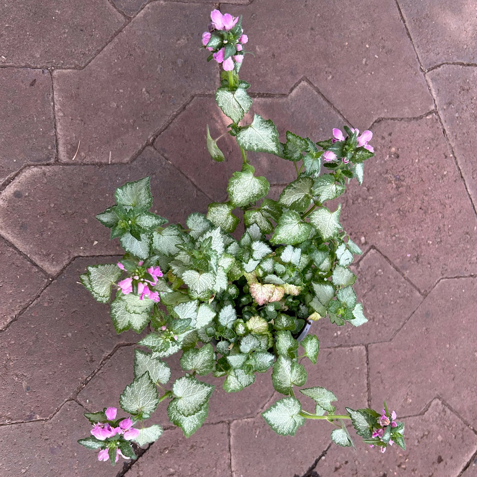 Gefleckte Silber-Taubnessel 'Pink Chablis' Topf-Ø 13 cm, 6 Pflanzen