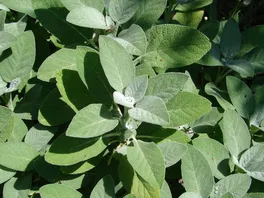 Salbei (Salvia officinalis) Salbei (Salvia officinalis)