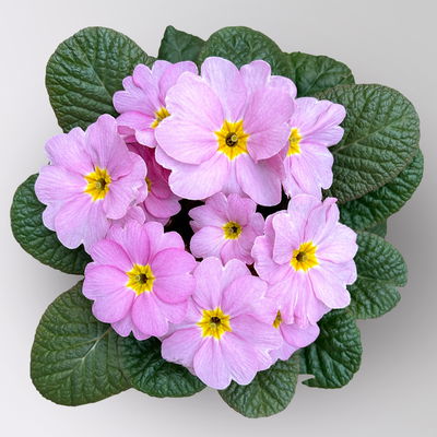 Primel 'Obsidian', rosa, Topf-Ø 12 cm, 6 Pflanzen Primel 'Obsidian', rosa, Topf-Ø 12 cm, 6 Pflanzen