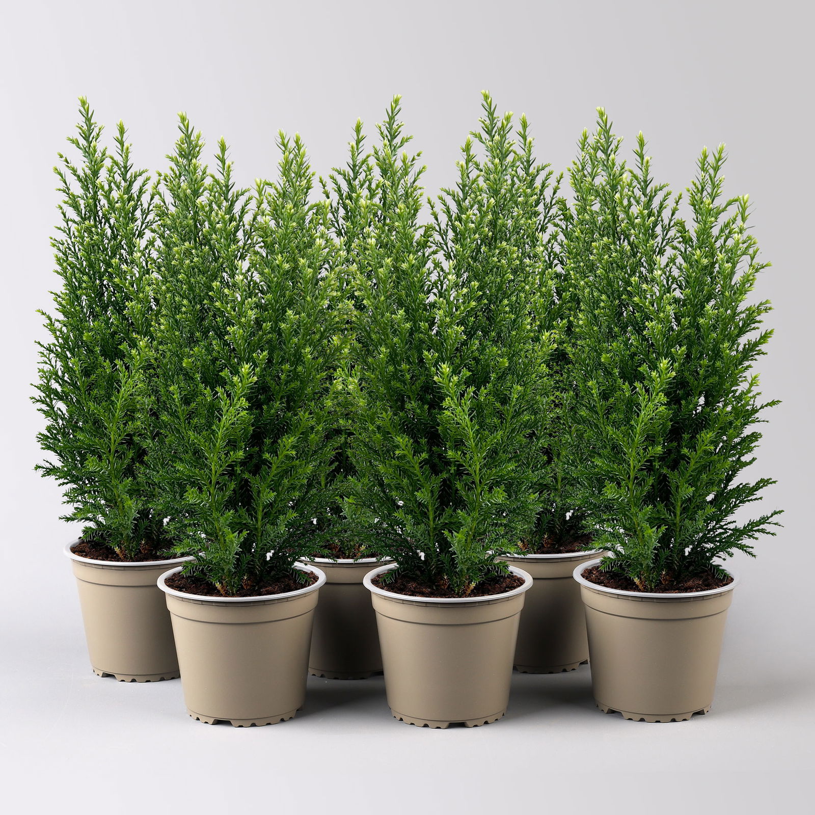 Kegelzypresse 'Snow White'®, Topf-Ø 13 cm, 6 Pflanzen Kegelzypresse 'Snow White'®, Topf-Ø 13 cm, 6 Pflanzen