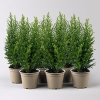 Kegelzypresse 'Snow White'®, Topf-Ø 13 cm, 6 Pflanzen Kegelzypresse 'Snow White'®, Topf-Ø 13 cm, 6 Pflanzen