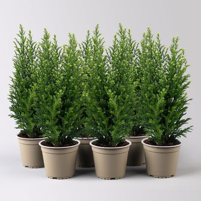 Kegelzypresse 'Snow White'®, Topf-Ø 13 cm, 6 Pflanzen Kegelzypresse 'Snow White'®, Topf-Ø 13 cm, 6 Pflanzen