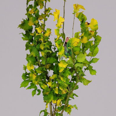 Goldulme 'Wredei', Höhe 40-60 cm, Topf 4 Liter, 2er-Set