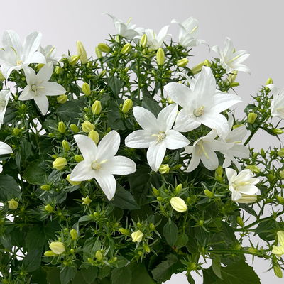 Glockenblume 'Spring Bell®', weiß, Topf-Ø 12 cm, 3 Pflanzen