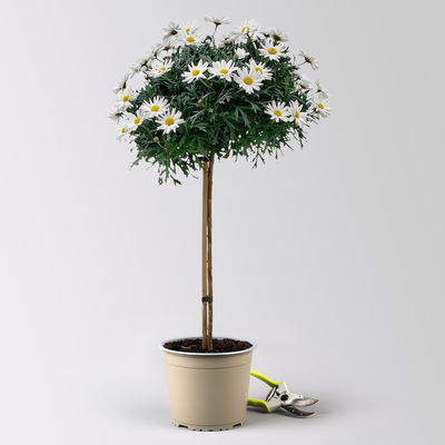 Margerite 'Stella', weiß, Stamm, Topf-Ø 19 cm, 2 Pflanzen Margerite 'Stella', weiß, Stamm, Topf-Ø 19 cm, 2 Pflanzen