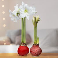 Amaryllis in Wachs, Dekor 'Mix red', Farbe zufällig, Blüte weiß, 2 Pflanzen