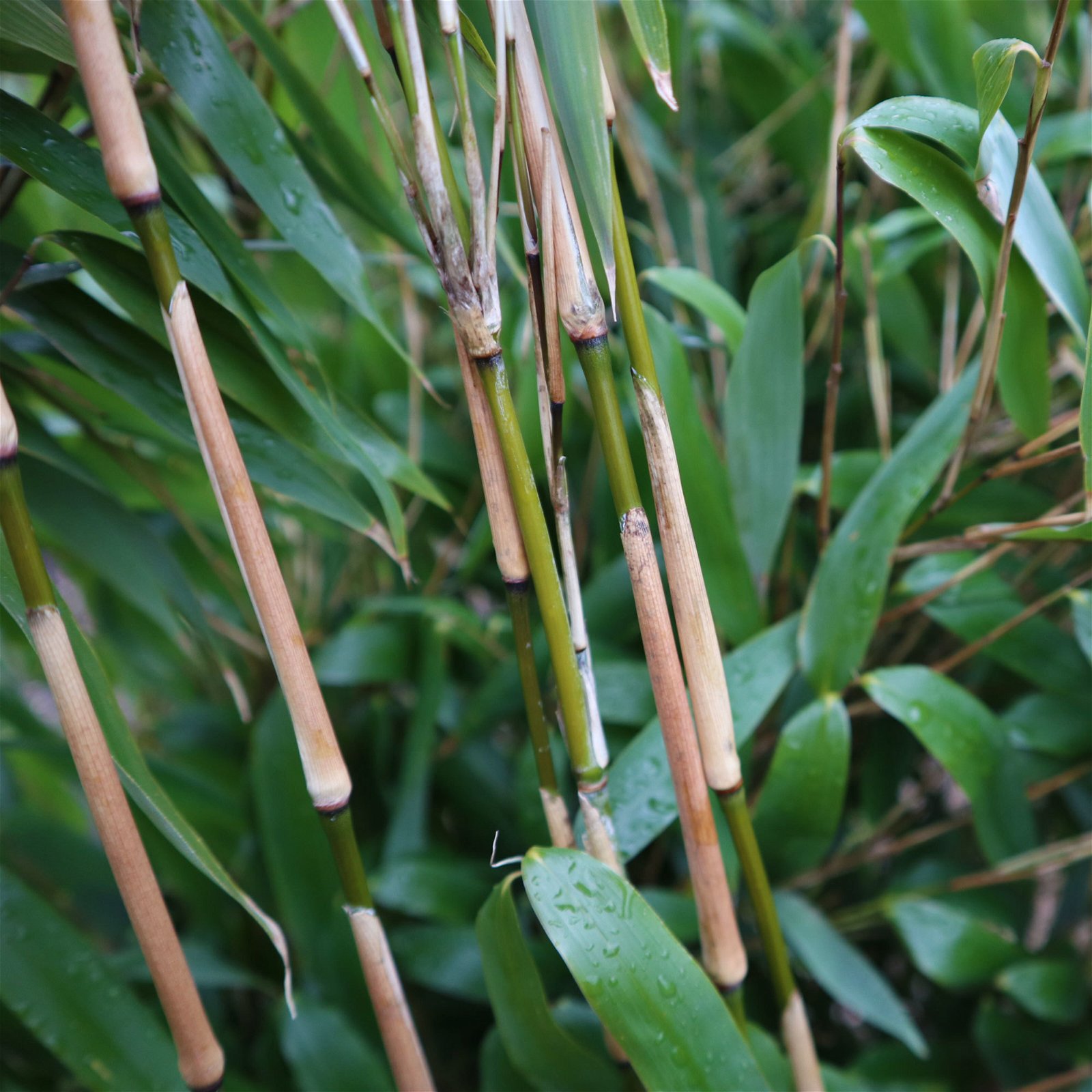 Elfenbein-Bambus 'Ivory Ibis'® (Japo 55' EU-S), 30er-Set, Höhe 80-100 cm