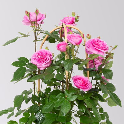 Englische Rose 'Gertrude Jekyll' (Ausbord), rosa, Doppelbogen, Topf 10 Liter Englische Rose 'Gertrude Jekyll' (Ausbord), rosa, Doppelbogen, Topf 10 Liter