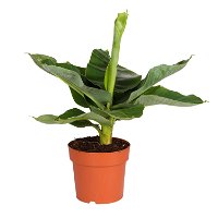 Bananenpflanze 'Dwarf Cavendish', Topf-Ø 17 cm, Höhe ca. 40-55 cm