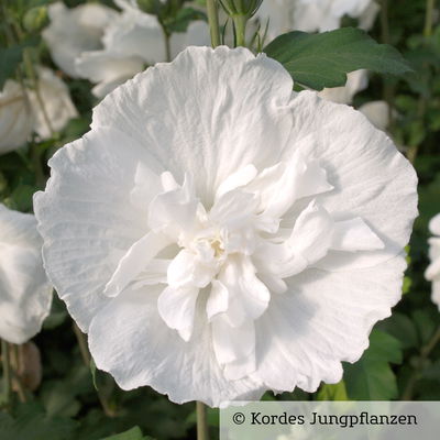 Duo-Gartenhibiskus 'White Chiffon®' und 'Pink Chiffon®', weiß + pink, 5 lt. Topf Duo-Gartenhibiskus 'White Chiffon®' und 'Pink Chiffon®', weiß + pink, 5 lt. Topf