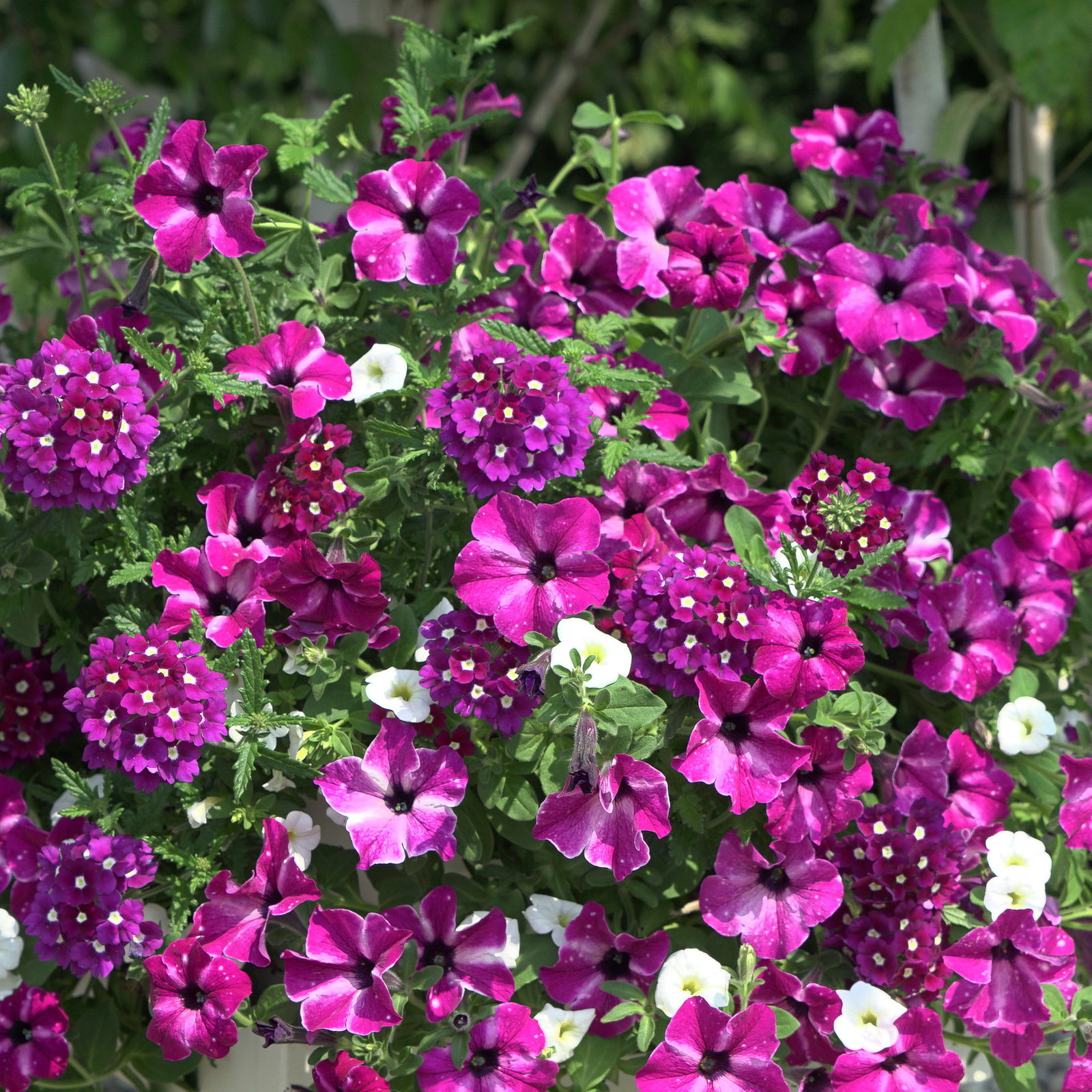 Beet- und Balkonpflanzen-Mix, lila-weiß, Topf-Ø 13 cm, 6 Pflanzen