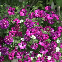 Beet- und Balkonpflanzen-Mix, lila-weiß, Topf-Ø 13 cm, 6 Pflanzen