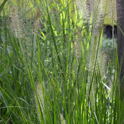 Lampenputzergras 'Hameln', Topf-Ø ca.19 cm Lampenputzergras 'Hameln', Topf-Ø ca.19 cm