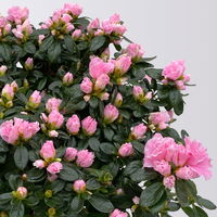 Azalee Hortinno® 'Classic Bicolor' rosa-weiß, Topf-Ø 15 cm