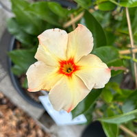 Dipladenie 'Amber Star', apricot, Spalier, Topf-Ø 17 cm, Höhe ca. 50 cm
