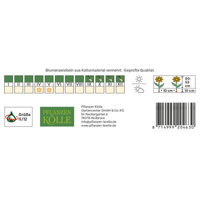 Kölles Beste Gefranste Tulpe 'Fringed Solstice®', rot/orange, 7 Blumenzwiebeln Kölles Beste Gefranste Tulpe 'Fringed Solstice®', rot/orange, 7 Blumenzwiebeln