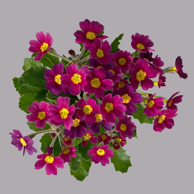 Oak Leaf Primel 'Oak Leaf' Farbe zufällig, Topf-Ø 13 cm, 4er-Set