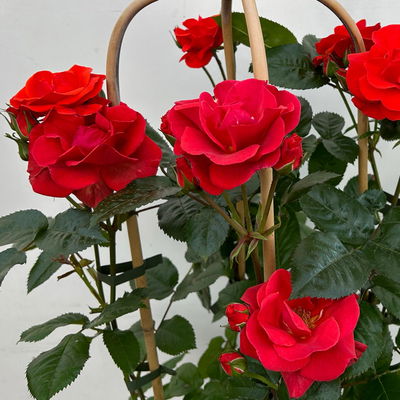 Beetrose 'Westpoint'®, blutorange, Doppelbogen, Topf 10 Liter