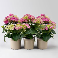 Hortensie rosa, mind. 3 Dolden, Topf-Ø 10 cm, Höhe ca. 20 cm, 3 Pflanzen Hortensie rosa, mind. 3 Dolden, Topf-Ø 10 cm, Höhe ca. 20 cm, 3 Pflanzen