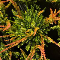 Calluna-Erica Mix 'Tornados®', Topf-Ø 13 cm, 4 Pflanze