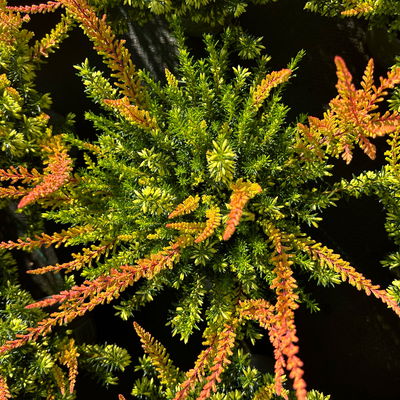 Calluna-Erica Mix 'Tornados®', Topf-Ø 13 cm, 4 Pflanze