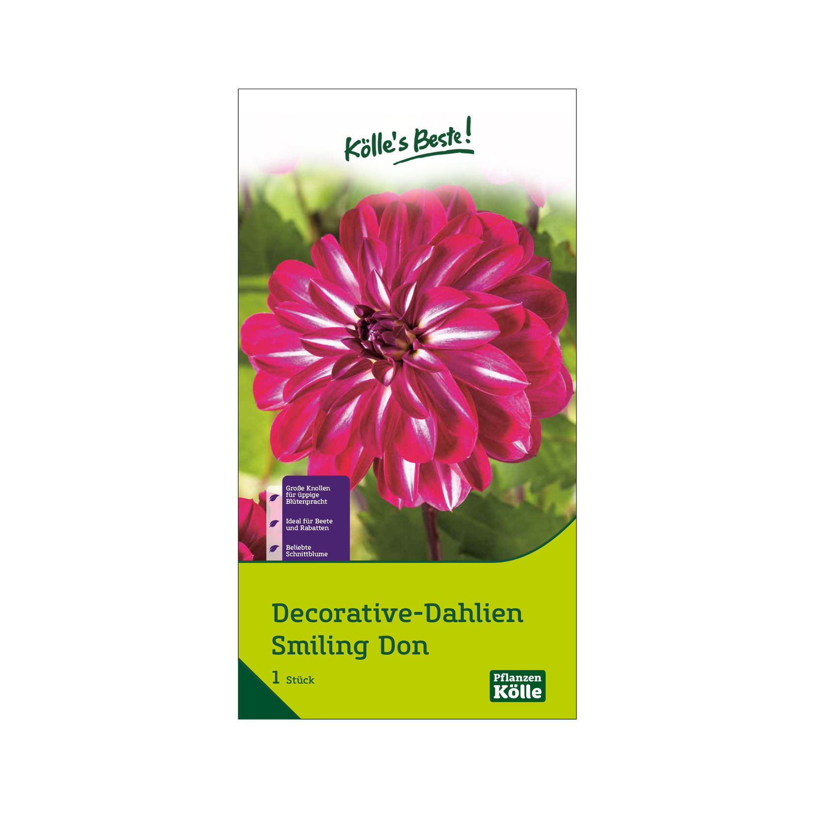 Schmuck-Dahlie 'Smiling Don', pink, Größe 1, 1 Blumenknolle