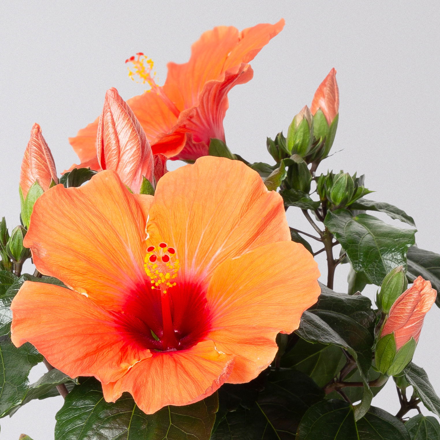 Hibiskus, orange, Topf-Ø 13 cm, Höhe ca. 35 cm, 2er-Set