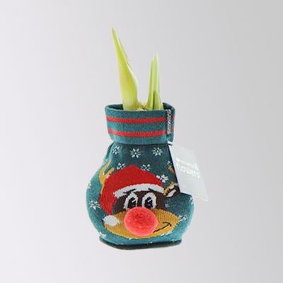 Amaryllis in Wachs, Dekor 'Pullover Silly', Muster zufällig, Blüte rot Amaryllis in Wachs, Dekor 'Pullover Silly', Muster zufällig, Blüte rot